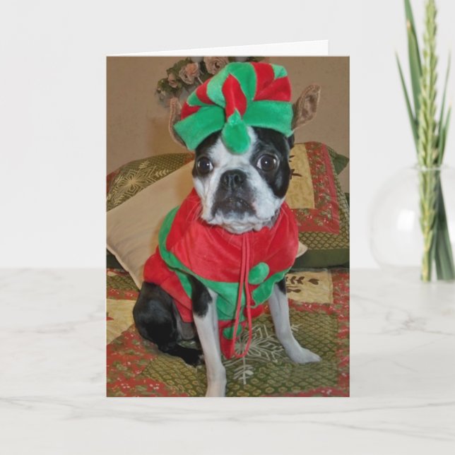 Carte de Noël Boston Terrier Elf (Devant)