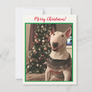 Carte de Noël Bull Terrier souriante