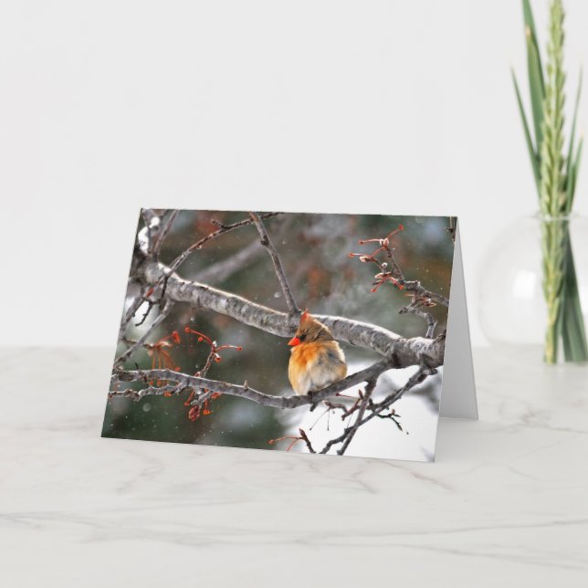 Carte de Noël - cardinal avec des flocons de neige (Devant)