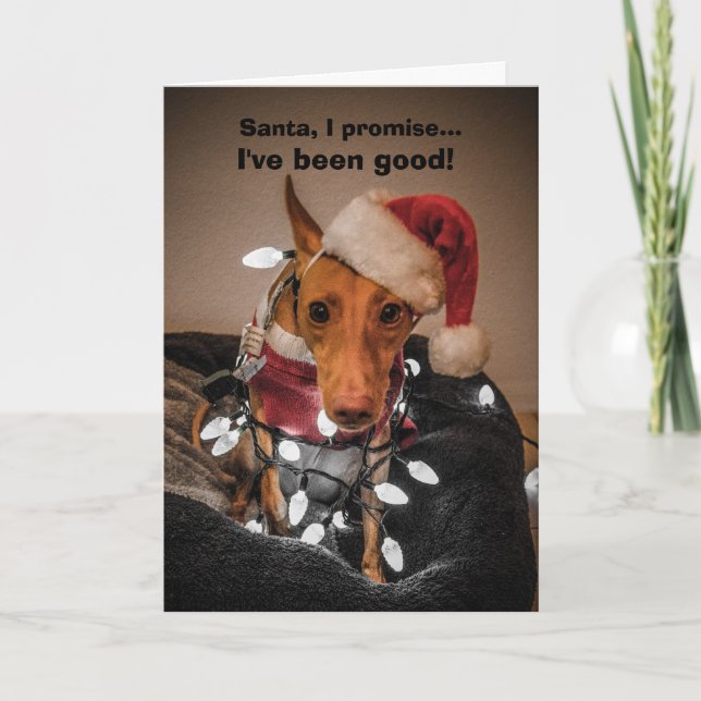 Carte de Noël Cirneco dell'Etna (Devant)