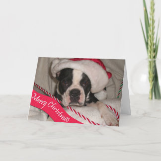 Carte de Noël de Boston Terrier