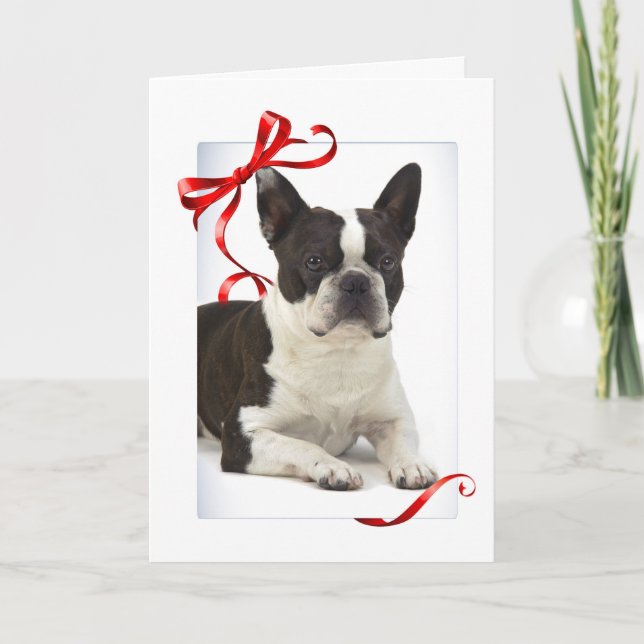 Carte de Noël de Boston Terrier (Devant)