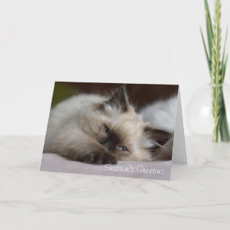 Carte de Noël de chaton de Ragdoll