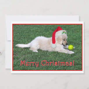 Carte de Noël de chiot de golden retriever plate