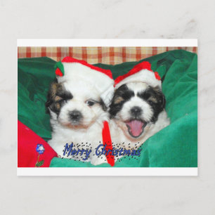 Carte de Noël de chiots (shih-tzu's)