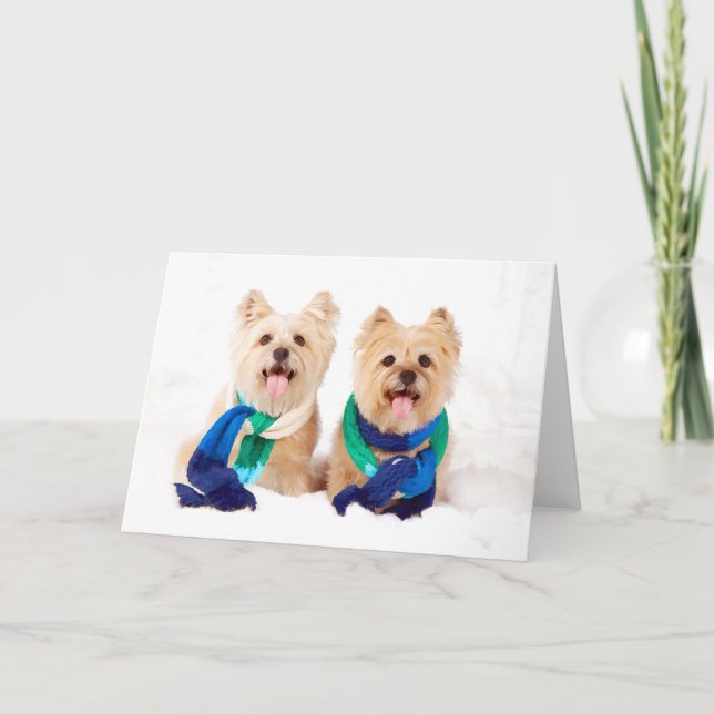 Carte de Noël de deux terriers de cairn (Devant)
