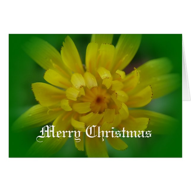 Carte de Noël de fleur de pandelion jaune. (Devant horizontal)