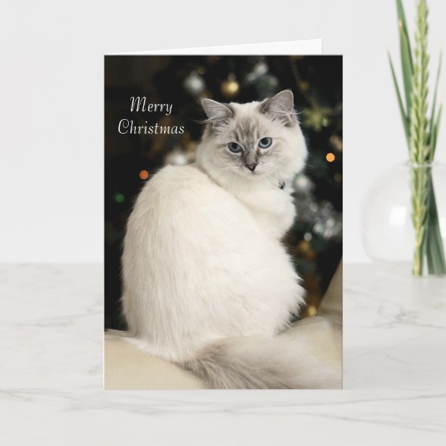 Carte de Noël de Ragdoll (Devant)