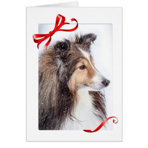 Carte de Noël de Sheltie
