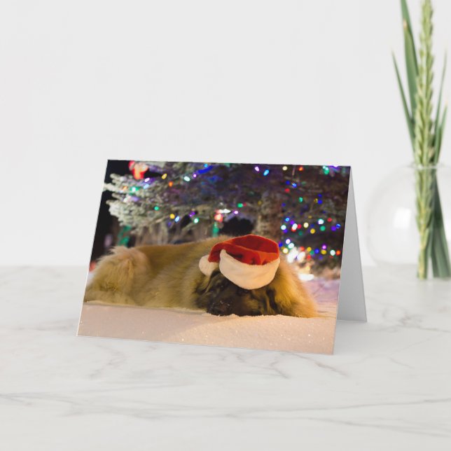Carte de Noël de sommeil Leonberger (Devant)