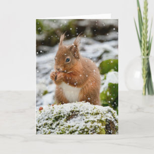 Carte de Noël écureuil dans la neige