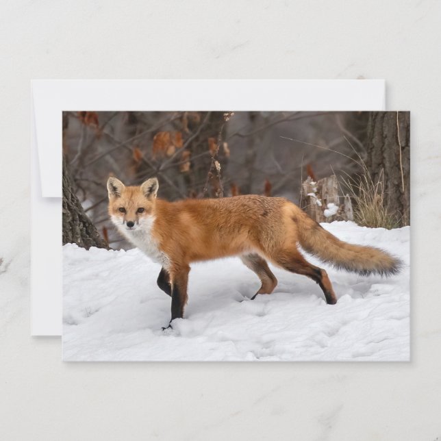 Carte de Noël Fox sur neige (Devant)