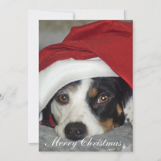 Carte de Noël photo de chien. (Devant)