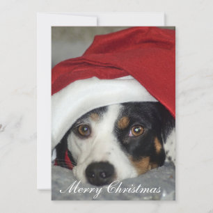 Carte de Noël photo de chien.