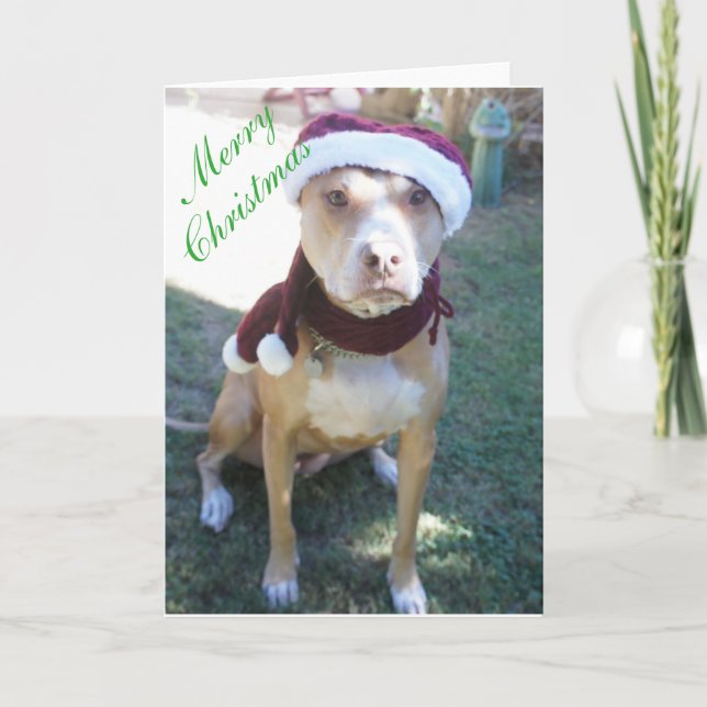 Carte de Noël Pit Bull (Devant)