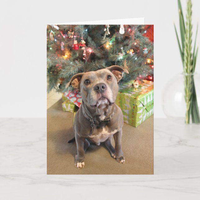 Carte de Noël Pitbull Extra Cookie (Devant)