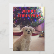 Carte de Noël simple et audacieuse