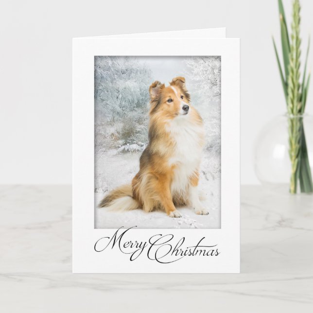 Carte de Noël Sweet Sheltie (Devant)