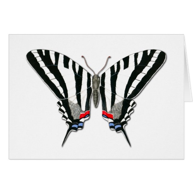 Carte de note à papillon Zebra Swallowtail (Devant Horizontal)