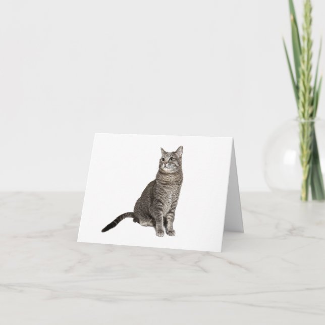 Carte de note blanche Abyssinian Cat (Devant)