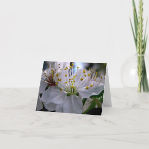 Carte de note blanche de fleurs de cerisier