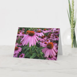 Carte de note blanche Echinacea