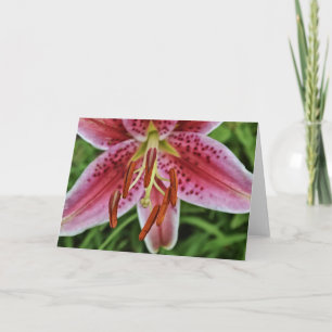 Carte de note blanche Lily 1 de tigre rose
