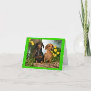 Carte de note blanche pour chien chiot de Dachshun