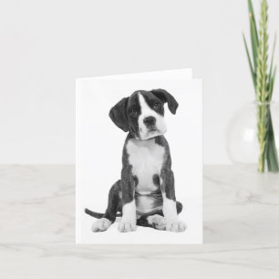 Carte de note blanche pour chien de boîte