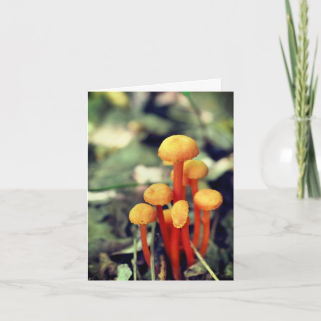 Carte de note blanche pour les champignons orange (Devant)