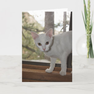 Carte de note Cute Kitten