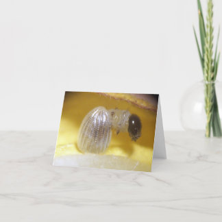 Carte de note de Caterpillar de monarque