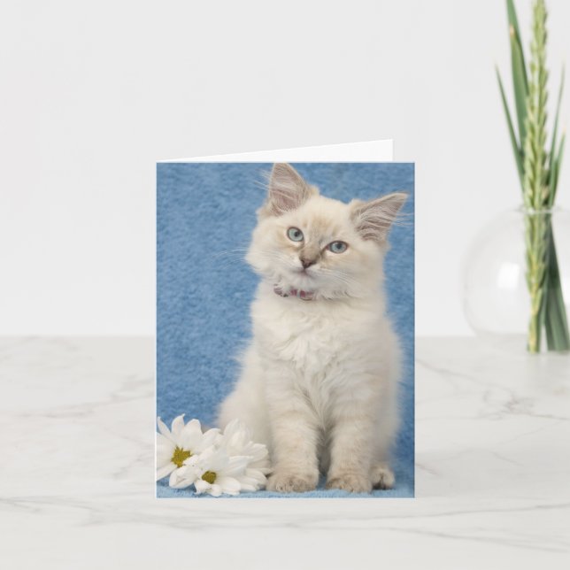 carte de note de chaton de ragdoll (Devant)