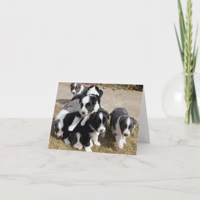 Carte de note de chiots de border collie (Devant)