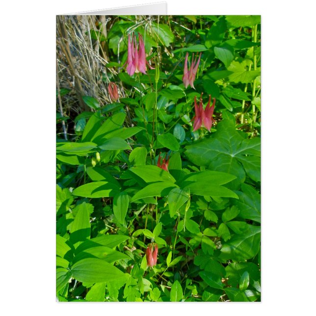 Carte de note de colonne sauvage (Devant)