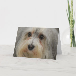 Carte de note de Havanese