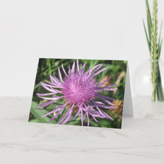 Carte de note de Knappweed