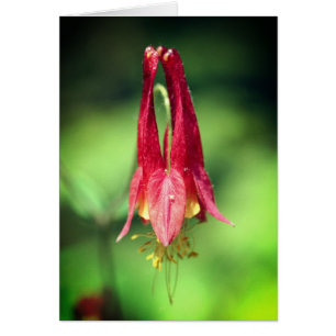 Carte de note de photographie de fleur d'aquilegie