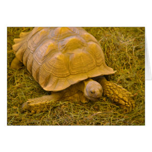 Carte de note de tortue