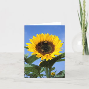 Carte de note de tournesol