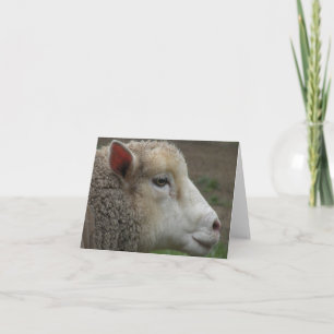 Carte de note du mouton blanc