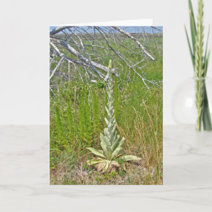 Carte de note Grand Mullein (Verbascum thapsus)
