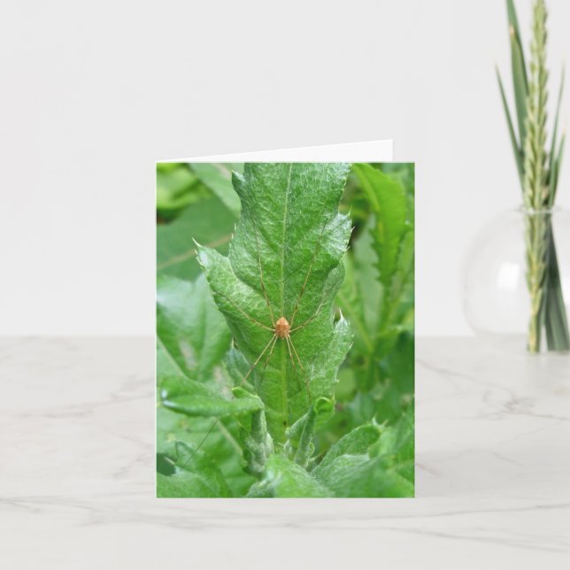 Carte de note Harvman Daddy Longlegs (Devant)