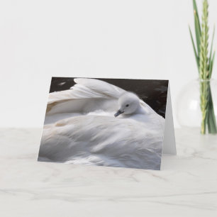 Carte de note : Jeune cygne mignon sur le dos du
