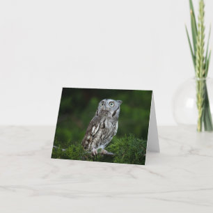 Carte de note Little Screech Owl