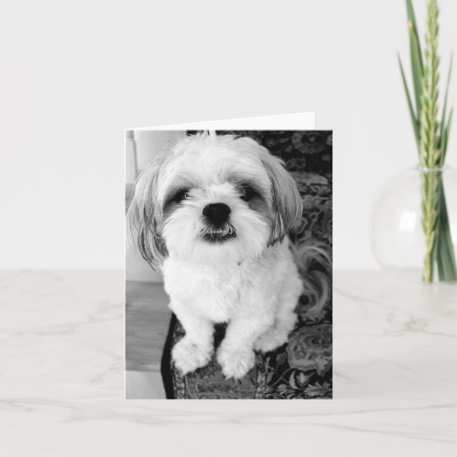Carte de note mignonne de Shih Tzu (Devant)