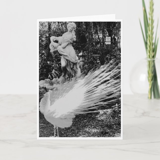 Carte de note Peacock Blanc<Blank Inside> (Devant)