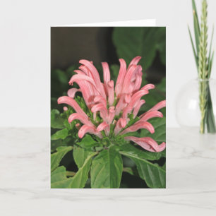 Carte de note Plante de crevettes roses