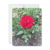 Carte de note rose