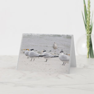 Carte de note Royal Terns